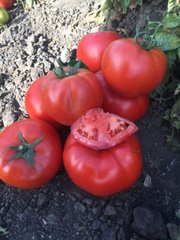 1503 F1 - насіння томата, 500 шт, Spark Seeds 88700 фото