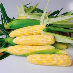 Ксанаду (Нірвана) F1 - насіння кукурудзи біколор, 5000 шт, Hazera 46110 фото