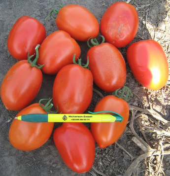 Галілея F1 - насіння томата, 25 000 шт, Hazera 20832 фото
