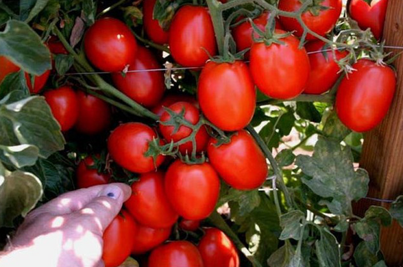 Галілея F1 - насіння томата, 25 000 шт, Hazera 20832 фото