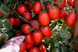 Галілея F1 - насіння томата, 25 000 шт, Hazera 20832 фото 3