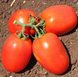 Галілея F1 - насіння томата, 25 000 шт, Hazera 20832 фото 2