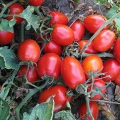 Харди F1 - семена томата, 5000 шт, Spark Seeds 03316 фото