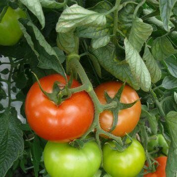 Песадо (1609) F1 - насіння томата, 250 шт, Spark Seeds 81757 фото