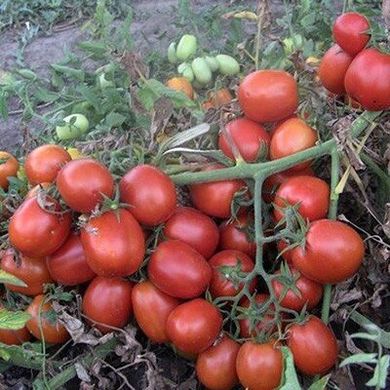 Астерікс F1 - насіння томата, 25 000 шт, Syngenta 90-091 фото