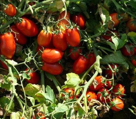 Харді F1 - насіння томата, 5000 шт, Spark Seeds 03316 фото