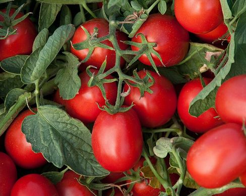 Астерікс F1 - насіння томата, 25 000 шт, Syngenta 90-091 фото