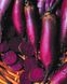 Семена свеклы Атаман, 10 г, СЦ Традиция 1105685595 фото 2