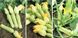 Невира F1 - семена кабачка, 1000 шт, Hazera 16621 фото 2