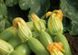 Невира F1 - семена кабачка, 1000 шт, Hazera 16621 фото 3