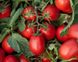 Астерікс F1 - насіння томата, 25 000 шт, Syngenta 90-091 фото 3