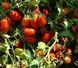 Харді F1 - насіння томата, 5000 шт, Spark Seeds 03316 фото 2