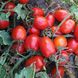Харді F1 - насіння томата, 5000 шт, Spark Seeds 03316 фото 1