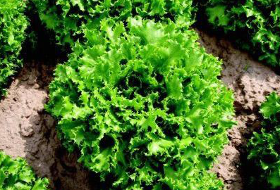 Канкан - насіння салату, 5 г, Hazera 57515 фото