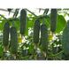 Форстер F1 - насіння огірка, 100 шт, Agri Saaten 1075126692 фото 3