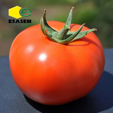 Нада F1 - насіння томата, 1000 шт, Esasem 90786 фото