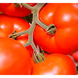 Нада F1 - насіння томата, 1000 шт, Esasem 90786 фото 3
