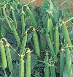 Сомервуд - насіння гороху, 100 000 шт, Syngenta 26005 фото