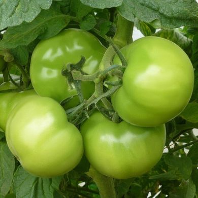 Кібо F1 - насіння томата, 500 шт, Kitano 50356 фото