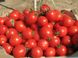 Солероссо F1 - семена томата, 5000 шт, Nunhems 99382 фото 3
