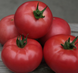 Кібо F1 - насіння томата, 500 шт, Kitano 50356 фото 2