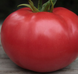 Кібо F1 - насіння томата, 500 шт, Kitano 50356 фото 5