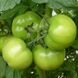 Кібо F1 - насіння томата, 500 шт, Kitano 50356 фото 4