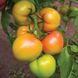 Кибо F1 - семена томата, 500 шт, Kitano 50356 фото 3