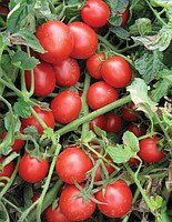 Шкипер F1 - семена томата, 10 000 шт, Lark Seeds 03321 фото