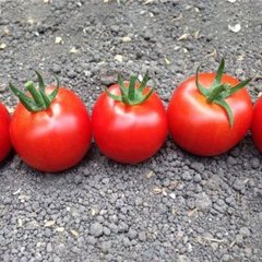 Блейз F1 - насіння томата, 250 шт, Spark Seeds 92310 фото