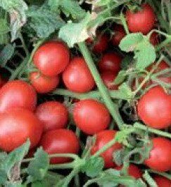 Шкипер F1 - семена томата, 10 000 шт, Lark Seeds 03321 фото