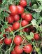 Шкипер F1 - семена томата, 10 000 шт, Lark Seeds 03321 фото 2