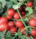 Шкипер F1 - семена томата, 10 000 шт, Lark Seeds 03321 фото 3