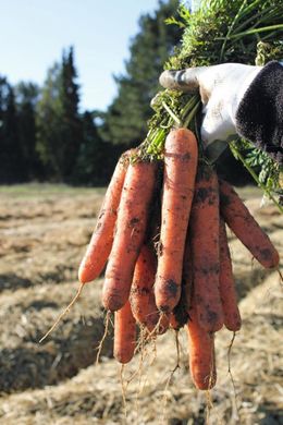 Натуна F1 - семена моркови, 1 000 000 шт (2.0-2.2), Bejo 61845 фото