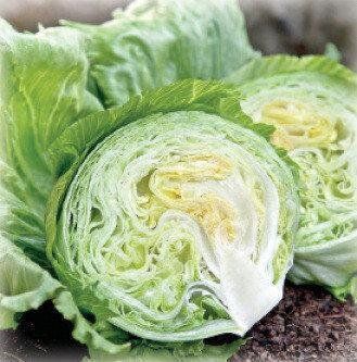 Вісмар - насіння салату, 1000 шт (драже), Hazera 58524 фото