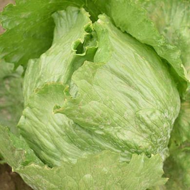 Аруша - насіння салату, 1000 шт (драже), Rijk Zwaan 1092513305 фото