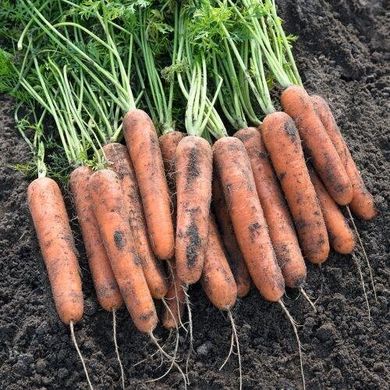 Натуна F1 - семена моркови, 1 000 000 шт (2.0-2.2), Bejo 61845 фото