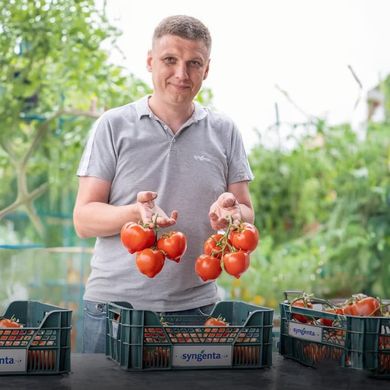 Пеконет F1 – насіння томату, 500 шт, Syngenta 28967 фото