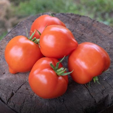 Пеконет F1 – насіння томату, 500 шт, Syngenta 28967 фото
