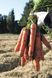 Натуна F1 - семена моркови, 1 000 000 шт (2.0-2.2), Bejo 61845 фото 2