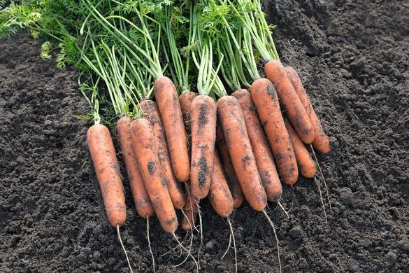 Натуна F1 - насіння моркви, 1 000 000 шт (2.0-2.2), Bejo 61845 фото