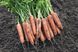 Натуна F1 - насіння моркви, 1 000 000 шт (2.0-2.2), Bejo 61845 фото 3