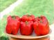 Арістотель F1 - насіння солодкого перцю, 500 шт, Seminis 93654 фото 5