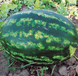 Варда F1 - насіння кавуна, 1000 шт, Hazera 60541 фото 1
