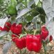 Арістотель F1 - насіння солодкого перцю, 500 шт, Seminis 93654 фото 4