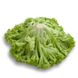 Локарно - насіння салату, 5000 шт (драже), Rijk Zwaan 34876 фото 3