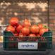 Пеконет F1 – насіння томату, 500 шт, Syngenta 28967 фото 5