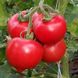 Пеконет F1 – насіння томату, 500 шт, Syngenta 28967 фото 2