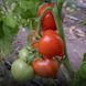 Пеконет F1 – насіння томату, 500 шт, Syngenta 28967 фото 4