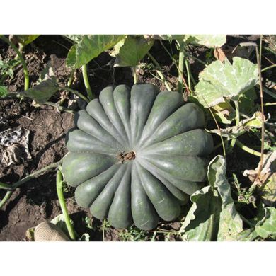 Вест - насіння гарбуза, 500 г, Lark Seeds 09811 фото
